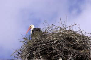 Kattohaikara pesässään