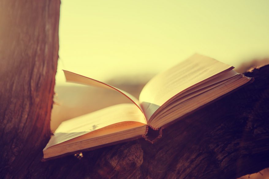 Open book on tree branch under sunbeams